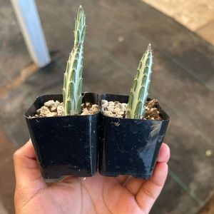 pickle plant 2 inch pot | succulent plant |